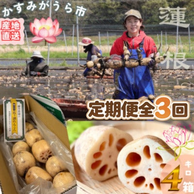 【毎月定期便】肉厚でシャキシャキの食感と甘みが特徴　　掘りたて れんこん　4Kg(4～7本)全3回