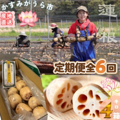 【毎月定期便】肉厚でシャキシャキの食感と甘みが特徴　　掘りたて れんこん　4Kg(4～7本)全6回