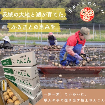 【毎月定期便】肉厚でシャキシャキの食感と甘みが特徴　　掘りたて れんこん　4Kg(4～7本)全6回