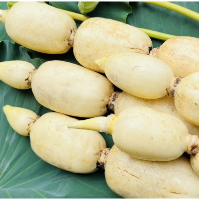 【毎月定期便】肉厚でシャキシャキの食感と甘みが特徴　　掘りたて れんこん　4Kg(4～7本)全6回