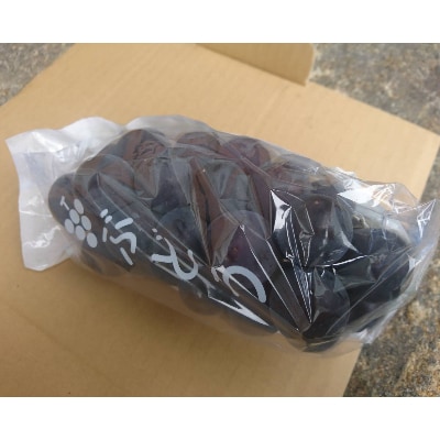 かすみがうら市産　巨峰　(約2kg)