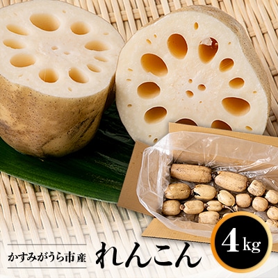 かすみがうら市産　れんこん　4kg