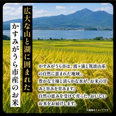 令和8年産 新米 コシヒカリ 玄米 10kg | こしひかり お米 おこめ 茨城県産