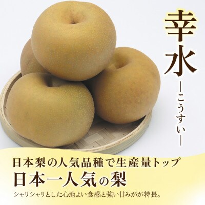 幸水 梨 3kg 6～10玉 【2026年収穫分】かすみがうら市