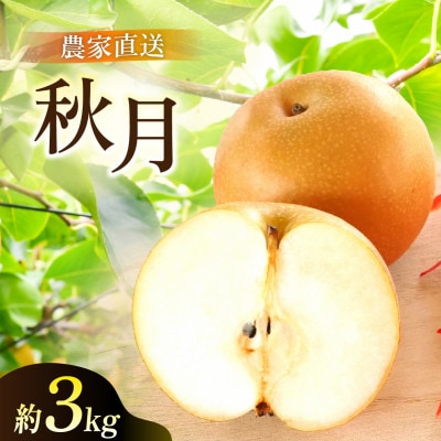 あきづき 梨 3kg 6～10玉 【2026年収穫分】かすみがうら市
