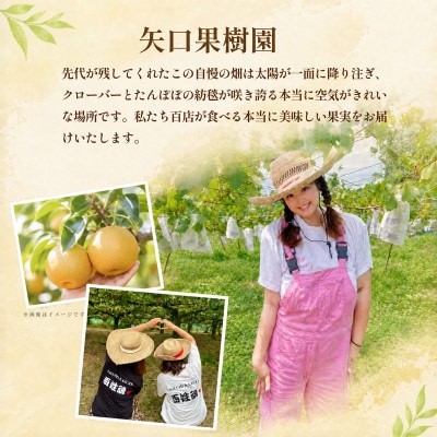 あきづき 梨 3kg 6～10玉 【2026年収穫分】かすみがうら市