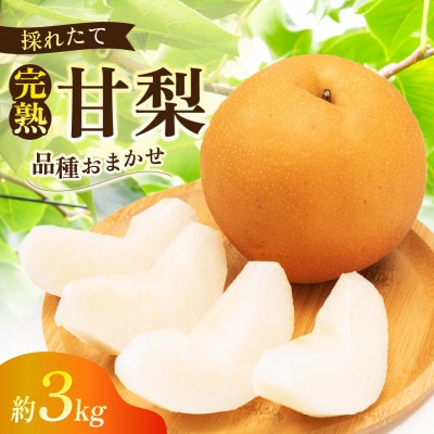 完熟甘梨 3kg 6～10玉 【2026年収穫分】かすみがうら市