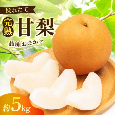 完熟甘梨 5kg 10～16玉 【2026年収穫分】かすみがうら市