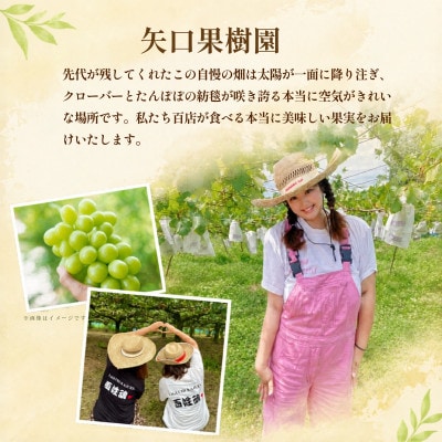 産地直送 シャインマスカット 2房  【2026年発送】