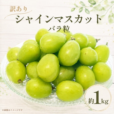 産地直送 訳ありシャインマスカット バラ粒 1kg 【2026年発送】