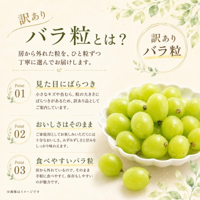 産地直送 訳ありシャインマスカット バラ粒 1kg 【2026年発送】