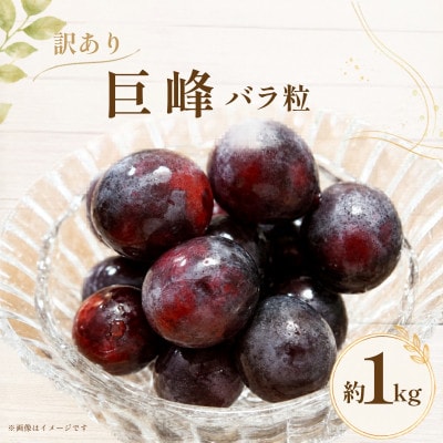 産地直送 訳あり巨峰 バラ粒 1kg 【2026年発送】