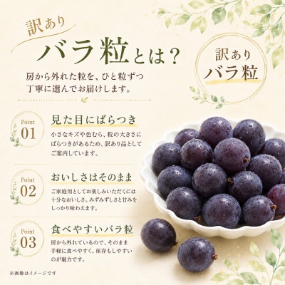 産地直送 訳あり巨峰 バラ粒 1kg 【2026年発送】