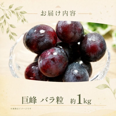 産地直送 訳あり巨峰 バラ粒 1kg 【2026年発送】