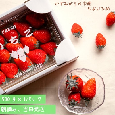 やよいひめ　朝摘み・当日発送　500g×1パック