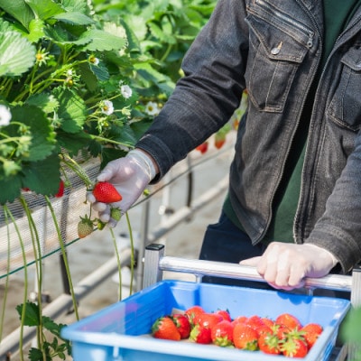 やよいひめ　朝摘み・当日発送　500g×1パック