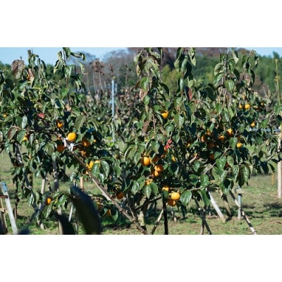 【先行受付】大ぶりの完全甘柿「陽豊」　約3kg ※2026年11月中旬より順次発送予定