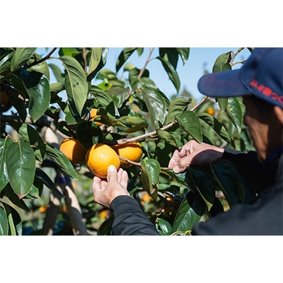 画期的な食感と甘さ柿「太秋」約3.5kg以上(10個～12個)