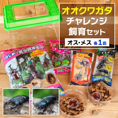 オオクワガタチャレンジ飼育セット(オス・メス各1匹)