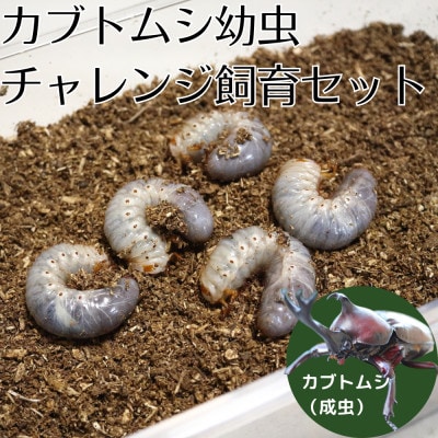 最旬トレンドパンツ カブトムシ幼虫チャレンジ飼育セット(5匹) | 茨城県かすみがうら その他