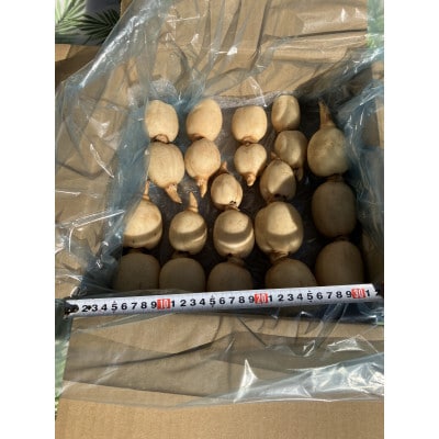 かすみがうらの宝石　キュートな小粒れんこん(生) 2kg