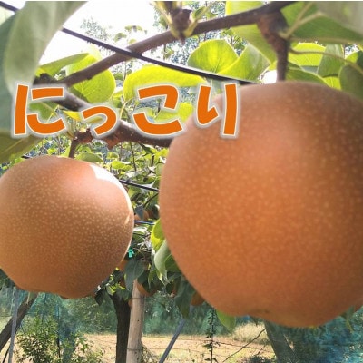 かすみがうら市産未利用梨のサステナブル　みんなでつくった梨ピューレ250g×2個と梨　約3kgセット