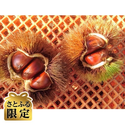 【さとふる限定】茨城県かすみがうら市産生栗 計3kg