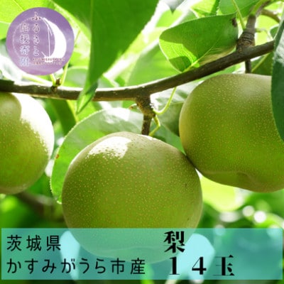 かすみがうら市産　なし　5kg(14玉)