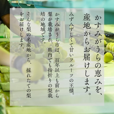かすみがうら市産　なし　5kg(14玉)