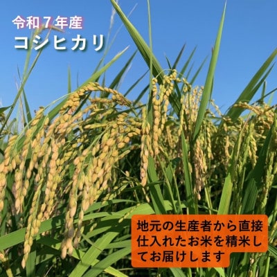 令和7年産　茨城県かすみがうら市産　精米　コシヒカリ　5kg