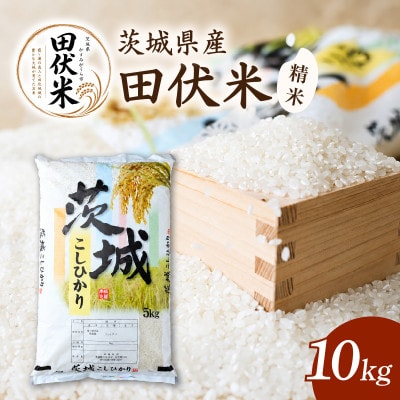 令和8年産 新米 田伏米のコシヒカリ 10kg(5kg×2) | こしひかり お米 かすみがうら市産