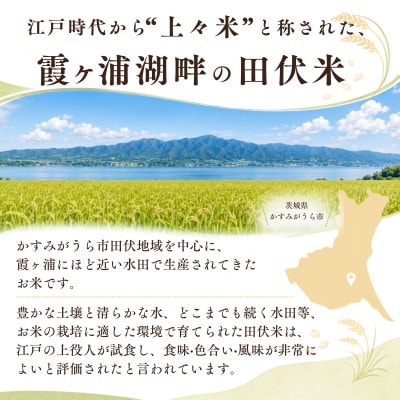 令和8年産 新米 田伏米のコシヒカリ 精米 10kg(1袋) | こしひかり お米 かすみがうら市