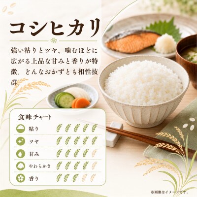 令和8年産 新米 お米屋さんのコシヒカリ 精米 10kg(5kg×2)