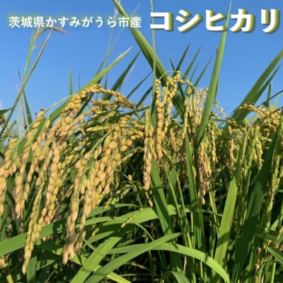【毎月定期便】茨城県かすみがうら市産　精米　コシヒカリ5kg全3回
