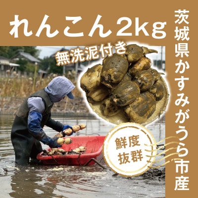 【鮮度抜群!茨城県かすみがうら市産】無洗泥付き 霞ヶ浦れんこん2kg 産地厳選