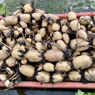 【鮮度抜群!茨城県かすみがうら市産】無洗泥付き 霞ヶ浦れんこん2kg 産地厳選