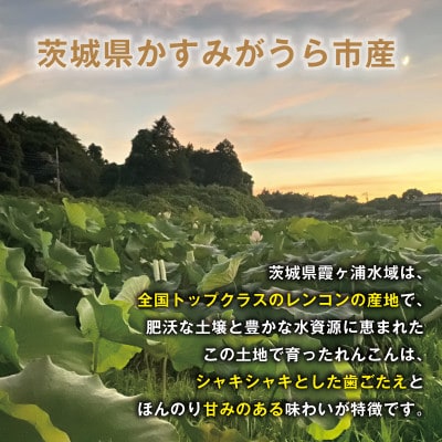 【鮮度抜群!茨城県かすみがうら市産】無洗泥付き 霞ヶ浦れんこん2kg 産地厳選