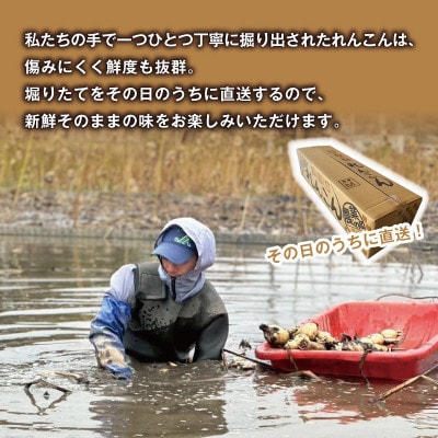 【鮮度抜群!茨城県かすみがうら市産】無洗泥付き 霞ヶ浦れんこん2kg 産地厳選