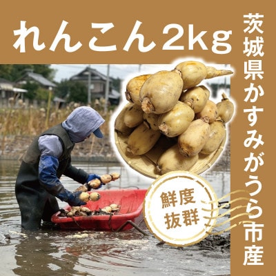 【鮮度抜群!茨城県かすみがうら市産】シャキシャキ蓮根 霞ヶ浦れんこん2kg 産地厳選