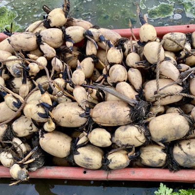【鮮度抜群!茨城県かすみがうら市産】シャキシャキ蓮根 霞ヶ浦れんこん2kg 産地厳選
