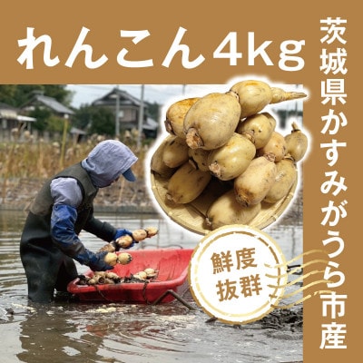 【鮮度抜群!茨城県かすみがうら市産】シャキシャキ蓮根 霞ヶ浦れんこん4kg 産地厳選