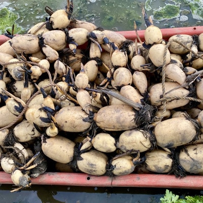 【鮮度抜群!茨城県かすみがうら市産】シャキシャキ蓮根 霞ヶ浦れんこん4kg 産地厳選
