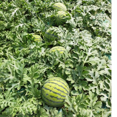 【阿見町共通返礼品】茨城県阿見町産大玉すいか(羅王ザ・スイート)3L(1玉)1箱8～9kg