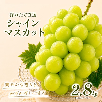 シャインマスカット 約2.8kg (4房)【2026年発送】茨城県産フルーツ 人気のぶどう