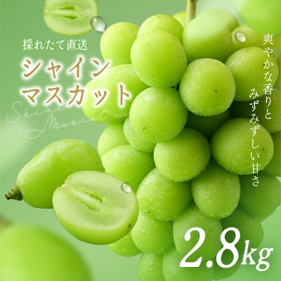 シャインマスカット 約2.8kg (4房)【2026年発送】茨城県産フルーツ 人気のぶどう