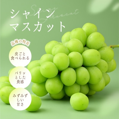 シャインマスカット 約2.8kg (4房)【2026年発送】茨城県産フルーツ 人気のぶどう