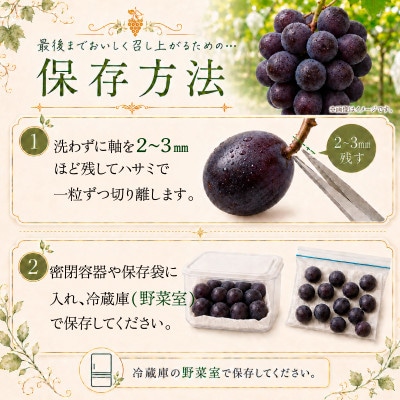 シャインマスカット 約2.8kg (4房)【2026年発送】茨城県産フルーツ 人気のぶどう