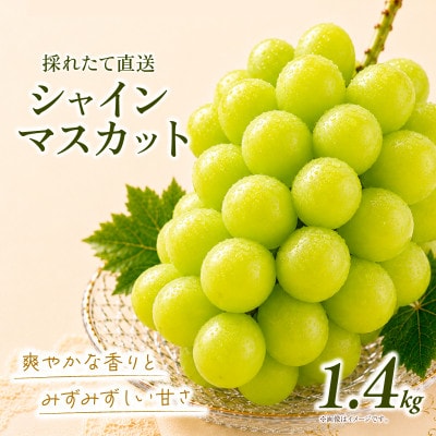 シャインマスカット 約1.4kg (2房)【2026年発送】茨城県産フルーツ 人気のぶどう