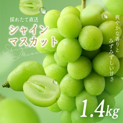 シャインマスカット 約1.4kg (2房)【2026年発送】茨城県産フルーツ 人気のぶどう