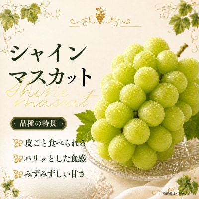 シャインマスカット 約1.4kg (2房)【2026年発送】茨城県産フルーツ 人気のぶどう